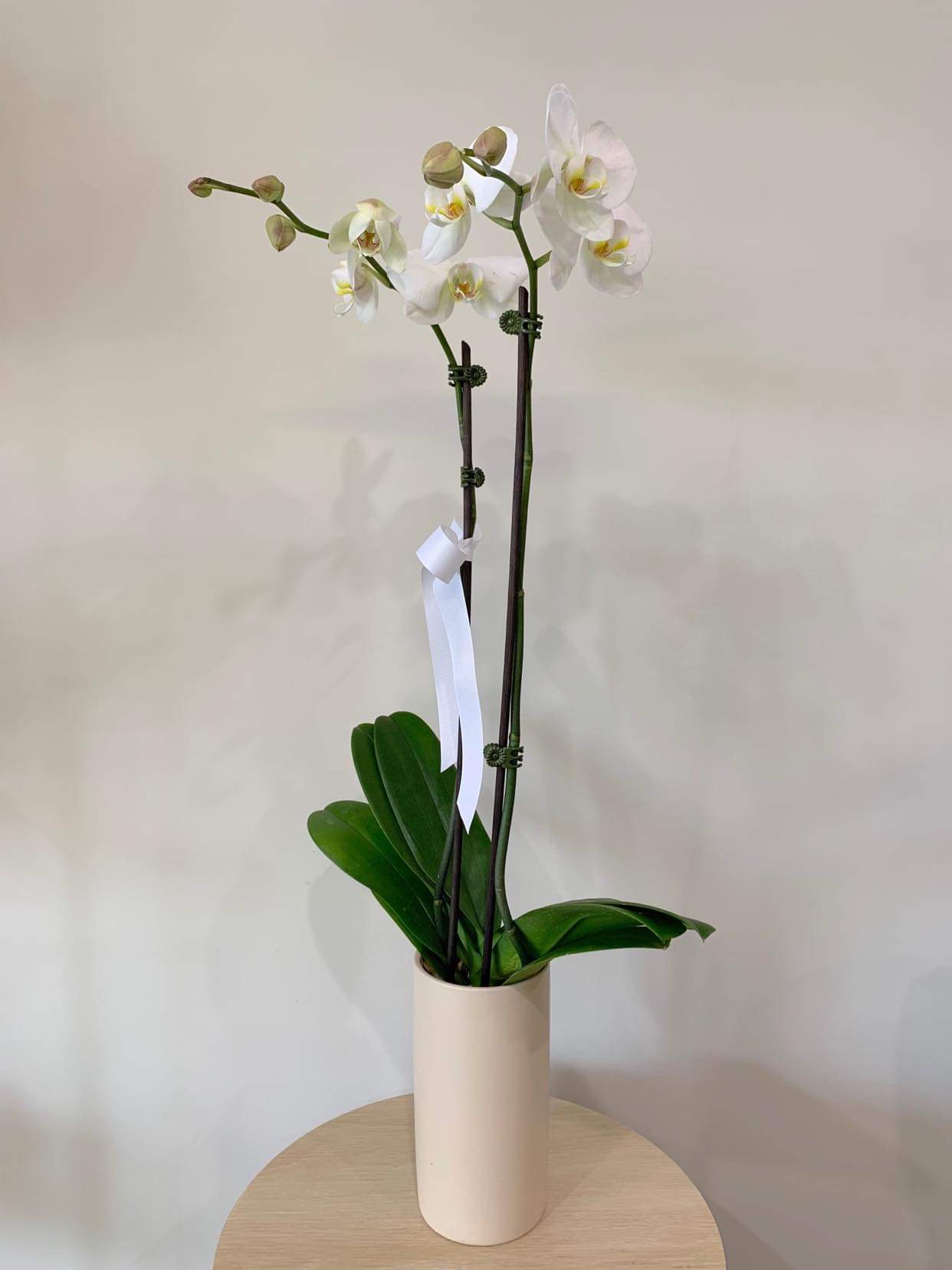 Plant Phalenopsis orchid Embellish Flowers & Plant Bar