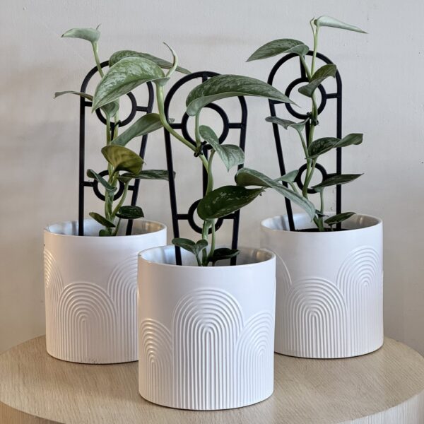 PLANT - SILVER SATIN