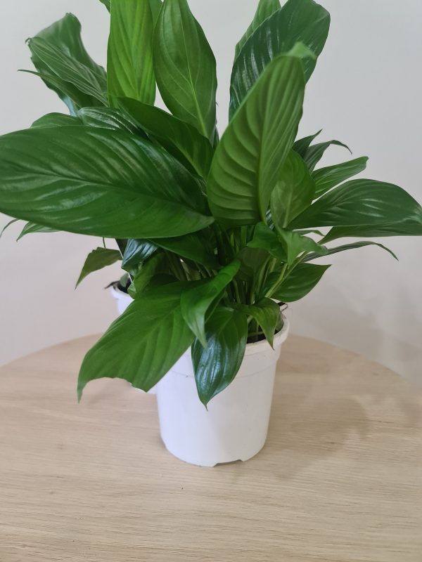 plant - peace lily
