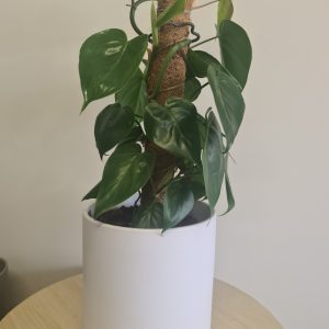 Potted plant heart leaf philodendrum