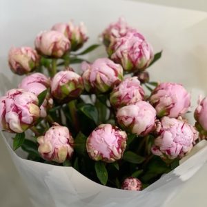 Peonies