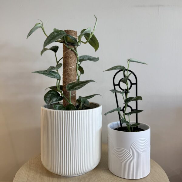 Plant - Large Silver satin