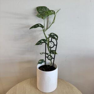 Plant - Swiss cheese plant