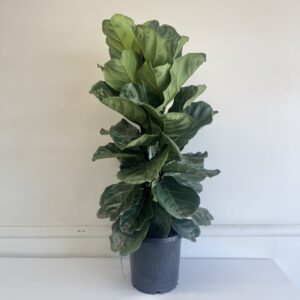 PLANT - FIDDLE LEAF extra large