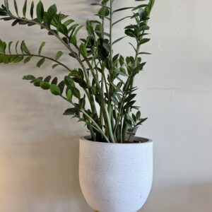 PLANT - ZANZIBAR extra large