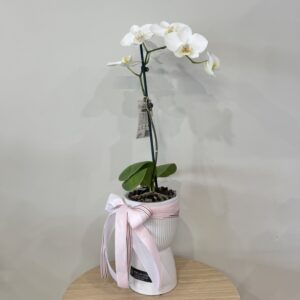 Sympathy - Phalenopsis orchid