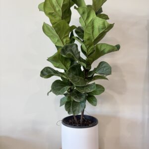 Plant - FIDDLE LEAF
