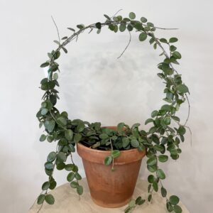 Plant - Hoya ring and heart