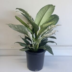 Plant - Variegated large preace lily